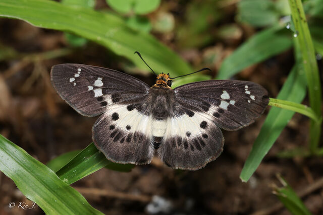 Gerosis bhagava bhagava