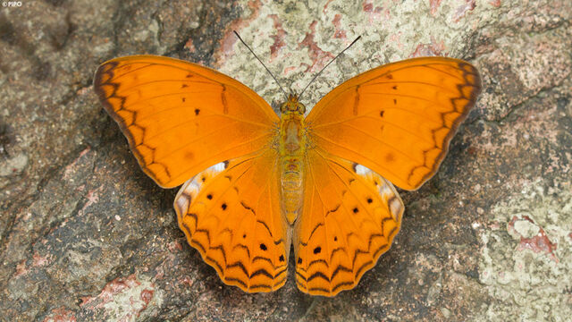 Cirrochroa tyche mithila