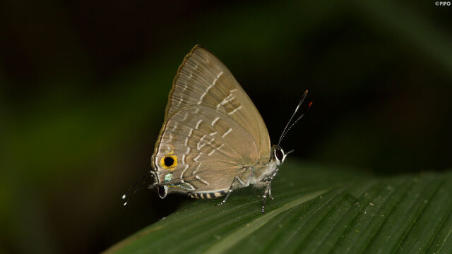 Deudorix epijarbas epijarbas