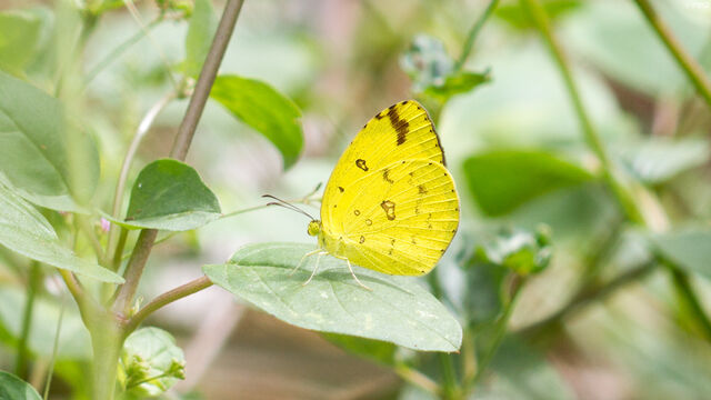 Eurema hecabe hecabe