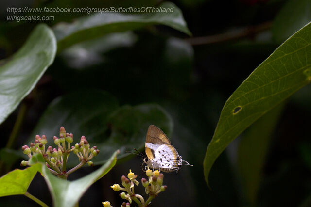 Araotes lapithis lapithis