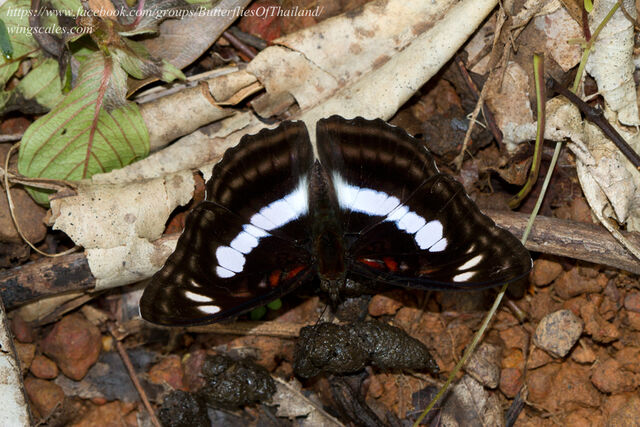 Athyma selenophora bahula