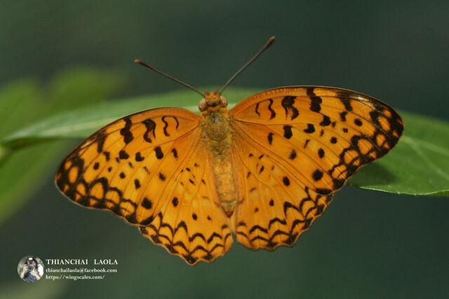 Phalanta phalantha phalantha