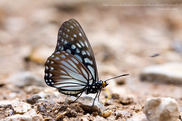 Hestina persimilis persimilis