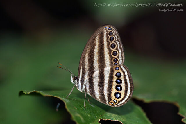 Ragadia makuta siponta