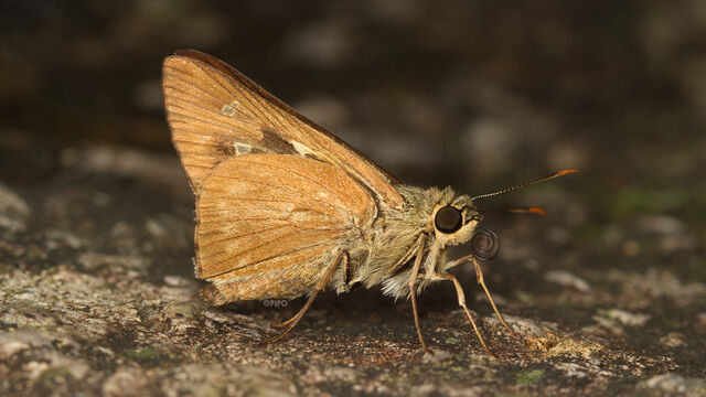 Pithauria stramineipennis stramineipennis