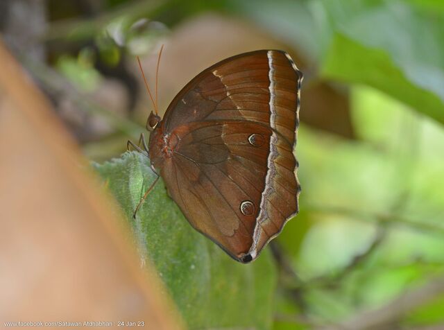 Thaumantis noureddin noureddin