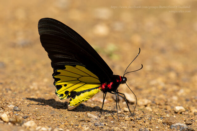 Troides helena cerberus