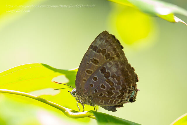 Arhopala agaba agaba