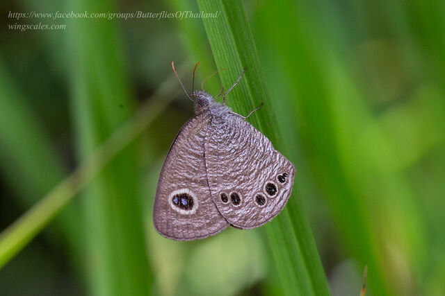 Ypthima lisandra lisandra