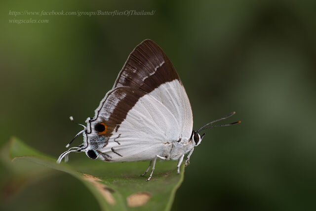 Rachana jalindra indra