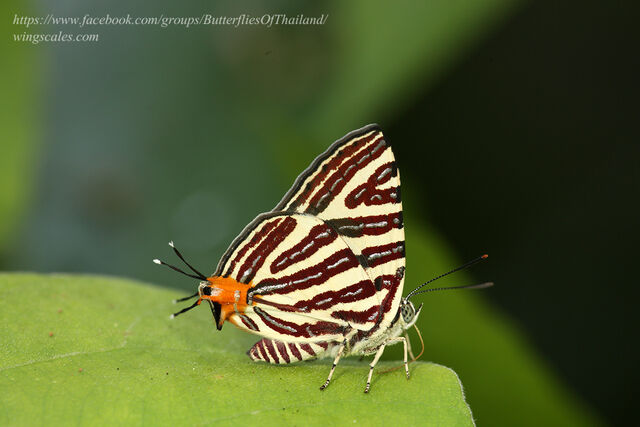 Spindasis lohita himalayanus