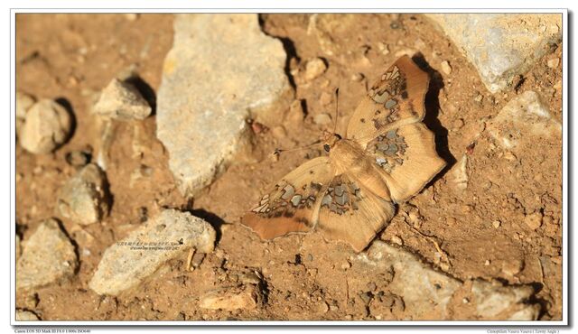 Tapena vasava vasava