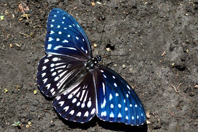 Penthema darlisa darlisa