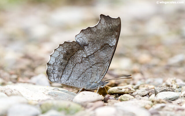 Laringa horsfieldi glaucescens