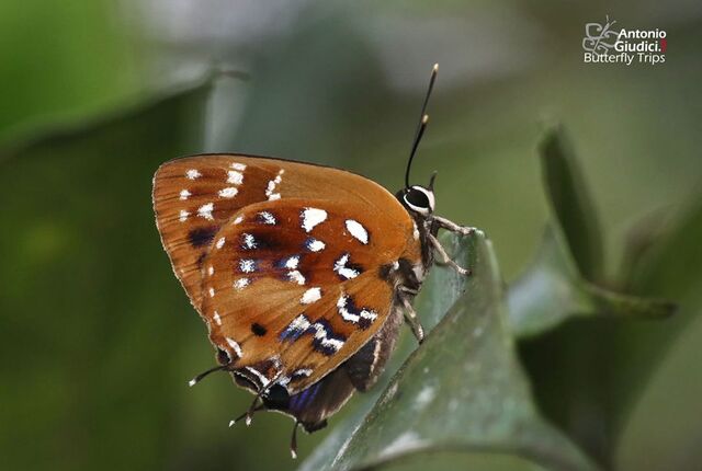 Iraota distanti distanti