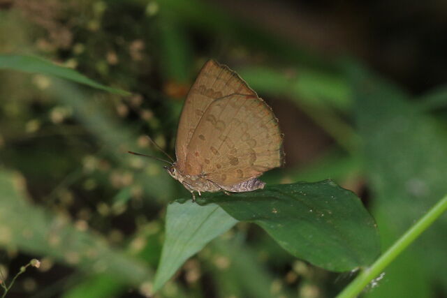 Arhopala paramuta paramuta