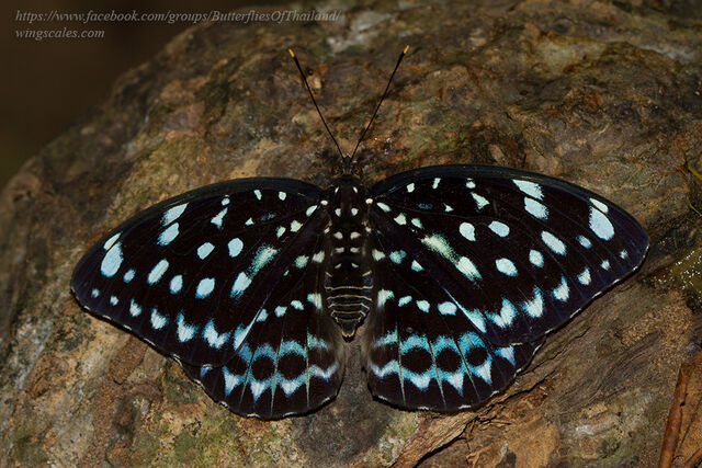 Lexias albopunctata albopunctata