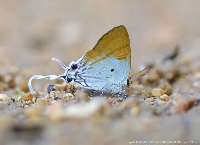Hypolycaena amasa maximinianus