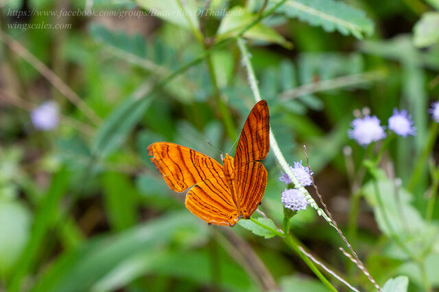 Chersonesia intermedia rahrioides