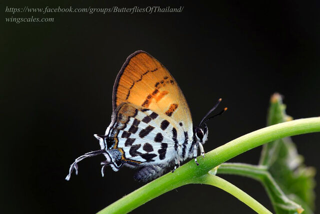 Drupadia rufotaenia archbaldi