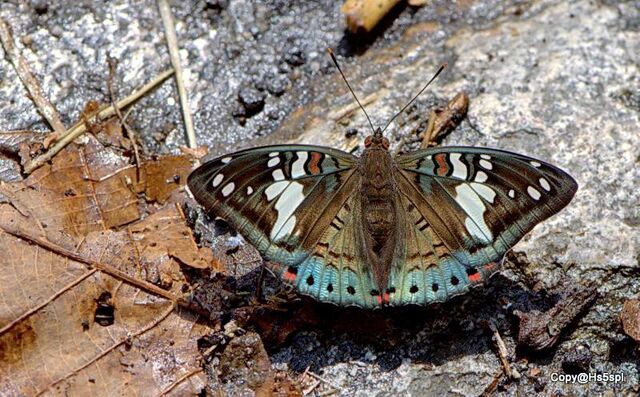 Euthalia malaccana malaccana