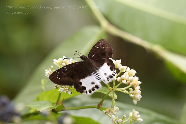Tagiades cohaerens cynthia