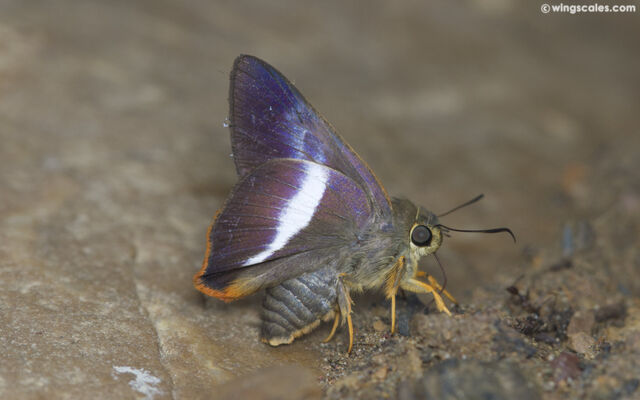 Bibasis sena (transition zone of sena and uniformis)