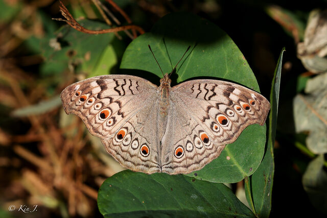 Junonia atlites atlites