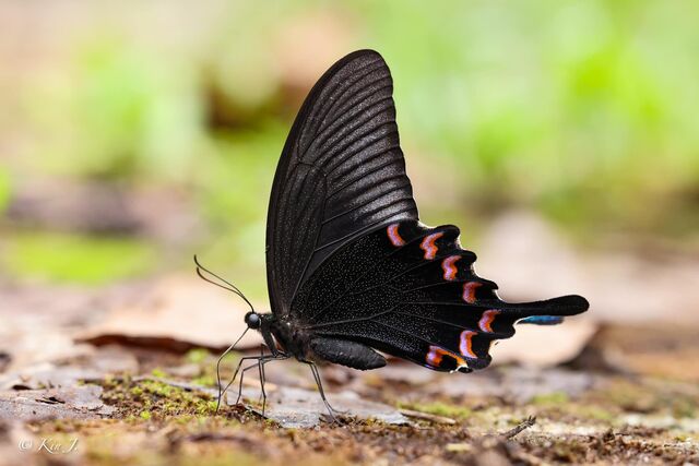 Papilio bianor pinratanai