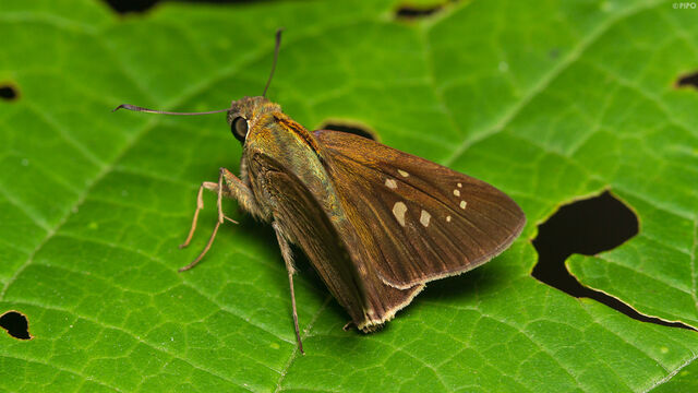 Caltoris brunnea caere