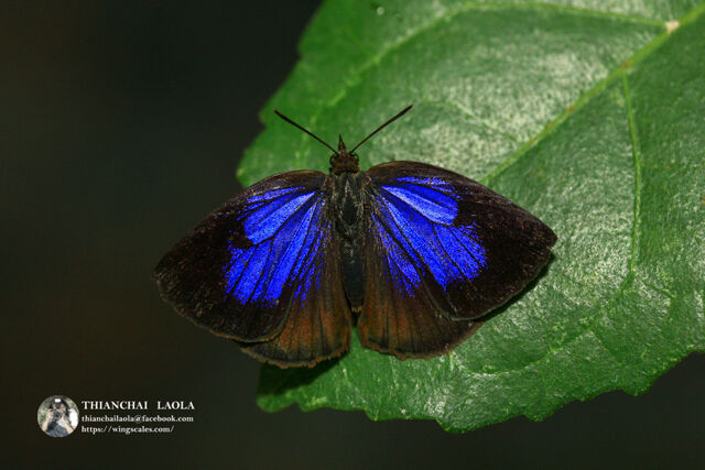 Arhopala paramuta paramuta