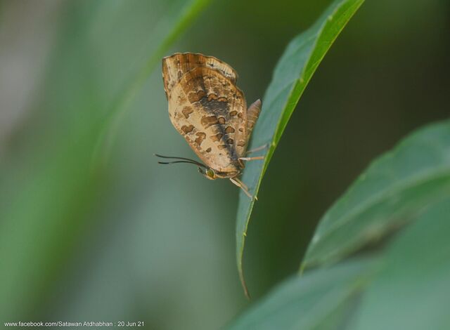 Miletus gallus gallus