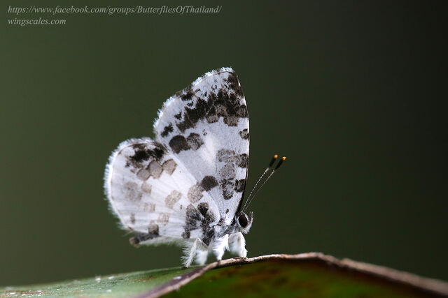 Taraka mahanetra mahanetra