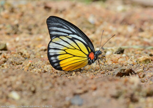 Prioneris philonome themana