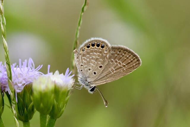 Freyeria putli putli