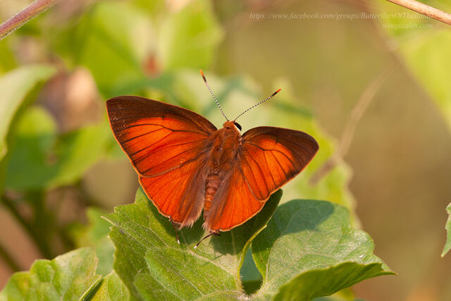 Rapala pheretima petosiris