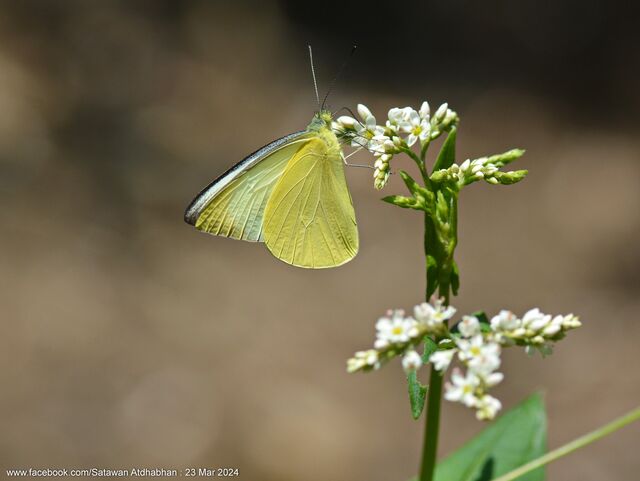 Saletara panda distanti