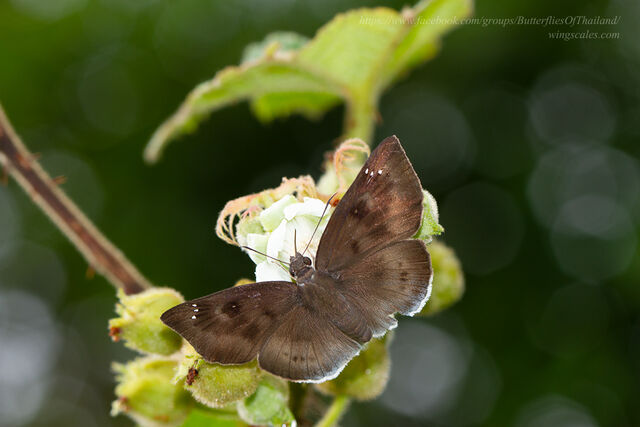 Tagiades gana meetana