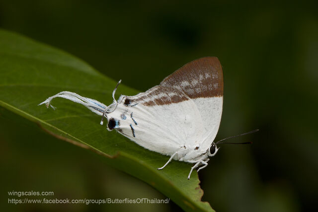 Neocheritra fabronia fabronia