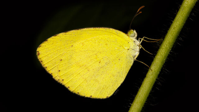 Eurema drona hainana