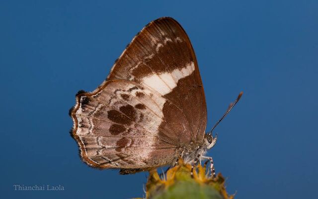 Simiskina phalena harterti