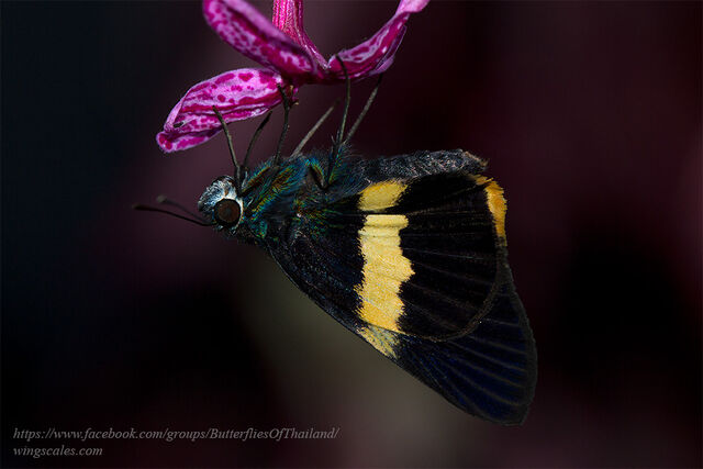 Acerbas sarala chinensis