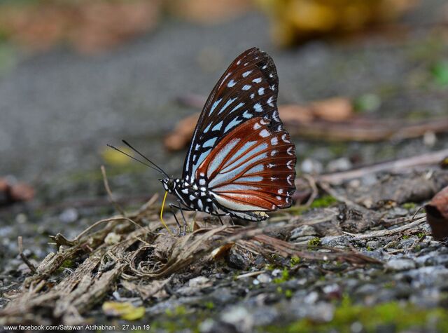 Hestinalis nama ruvanella