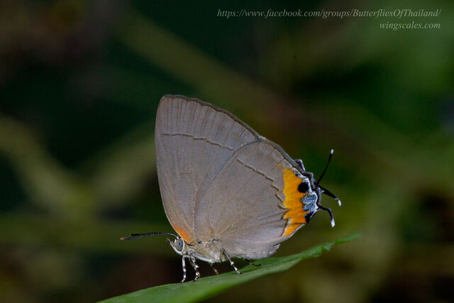 Tajuria ister tussis