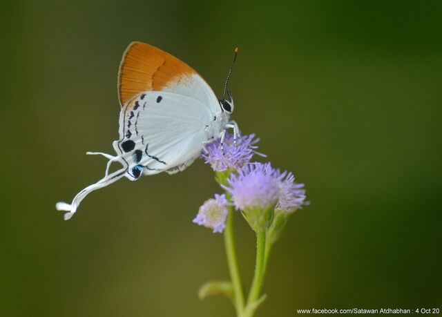 Suasa lisides suessa