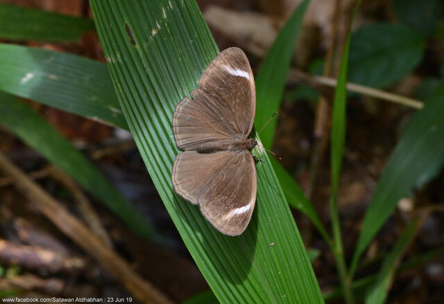 Mycalesis anaxias bisaltia