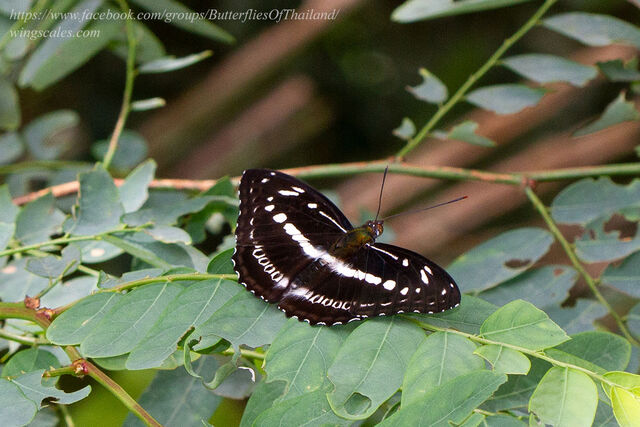 Limenitis asura asura