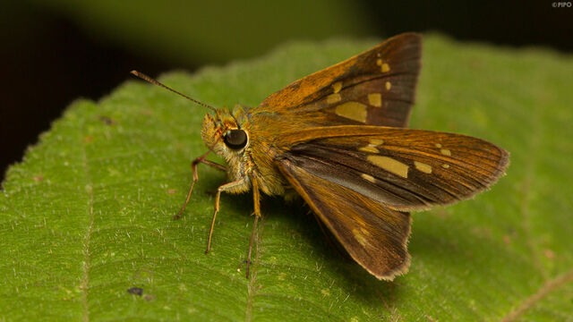 Polytremis lubricans lubricans