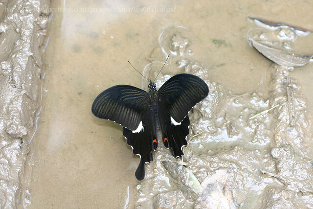Papilio helenus helenus